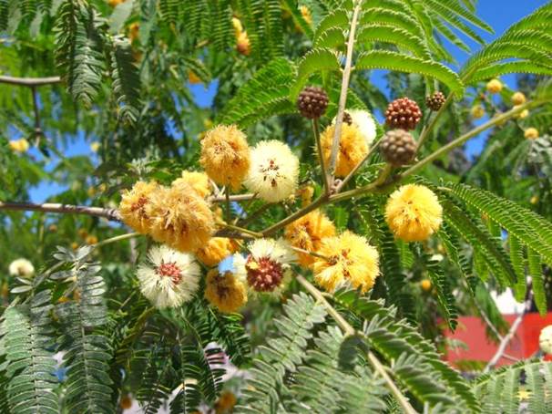 Descripción: D:\JM-disco duro\Vasculares x familia-todas\angiospermas-fotos-icon-textos\Fabaceae\FABACEAE EXOTICAS\Acacia visco Copiapo FJA (2).JPG